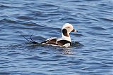 Long-tailed Duck